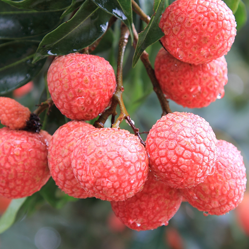 ʳ����֦�㾫